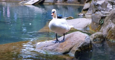 White swan cleans its feathers standing on a stone in the middle of a pond Video stock 207031008