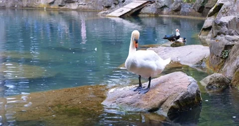 White swan cleans its feathers standing on a stone in the middle of a pond Stock Footage 220516652