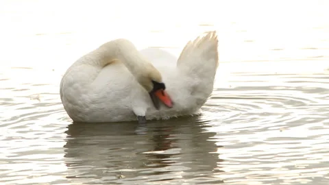 A white swan cleans its feathers in the sea in the early morning Stock Footage 245862003