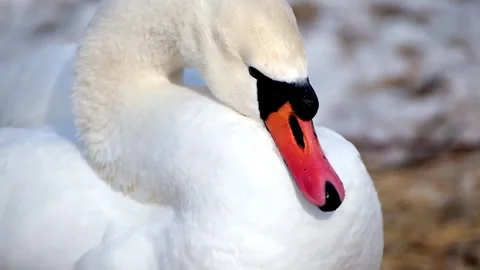 White swan cleans its feathers in winter Penza. Russia zoo Video stock 268485759