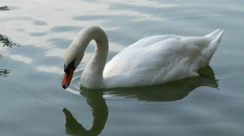 White swan close up Stock Footage 42800550