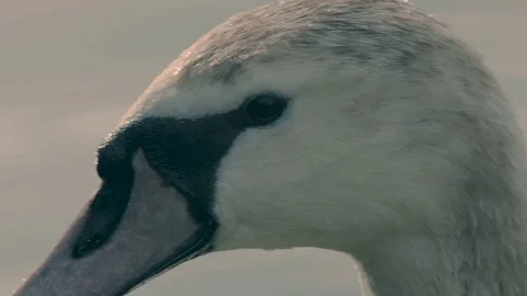 White Swan Close-Up Stock-Footage 75565960