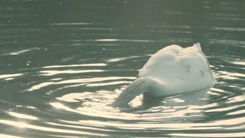 White Swan Close-Up Stock-Footage 75567590