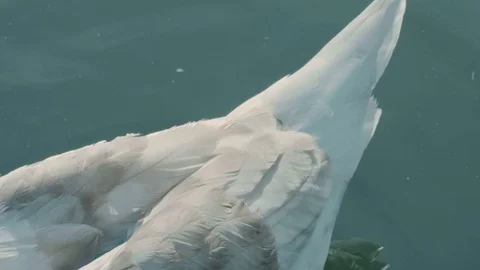 White Swan Close-up Stock Footage 75582103