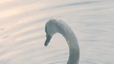 White Swan Close-up Stock-Footage 75582937