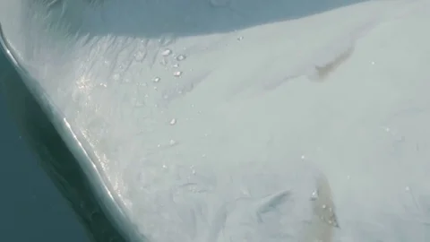 White Swan Close-Up Stock Footage 75583130