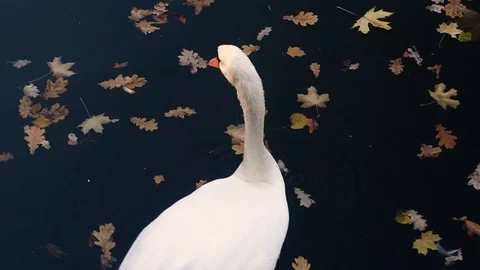 White swan close-up on a pond. Video stock 98300360