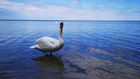 White Swan close-up, strides, and then swims away 4k Stock Footage 133088197