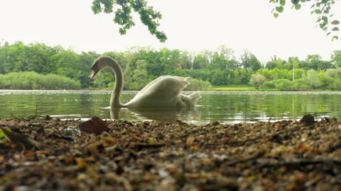 White swan closeup in the calm river Stock Footage 227009272
