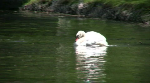 White swan continuously dunks underwater to clean itself (High Definition) Stock Footage 360767