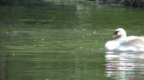 White swan continuously dunks underwater to clean itself (High Definition) Stock Footage 360768