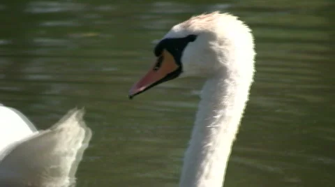 White swan continuously dunks underwater (High Definition) Stock Footage 360773