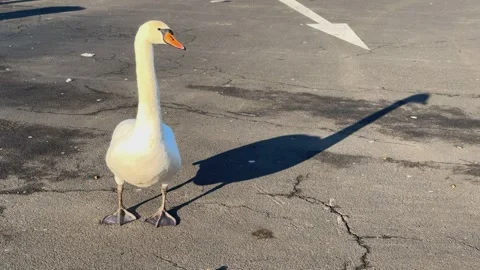 White Swan on Cracked Asphalt: A Study in Grace and Contrast in Slow-Motion Stock Footage 303570352
