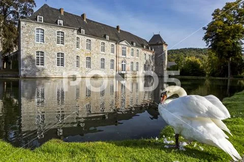 White swan (Cygnus) at the edge of a pond with a castle reflecting in the water Stock Photos