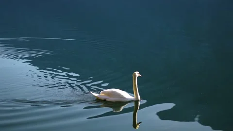 White swan Cygnus floating on mountain lake largest flying birds, Stock Footage 237344921