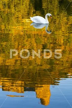 A white swan (Cygnus) in a river with a colourful golden reflection of a treed h Stock Photos