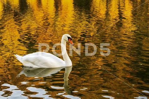 A white swan (Cygnus) in a river with a colourful golden reflection Stock Photos