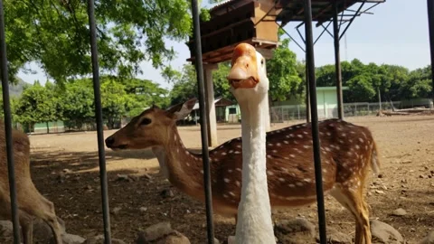 White swan in deer captivity Stock Footage 208854890