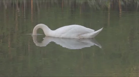 White swan dives Stock Footage 50696127