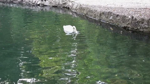 White swan diving Stock Footage 42018778