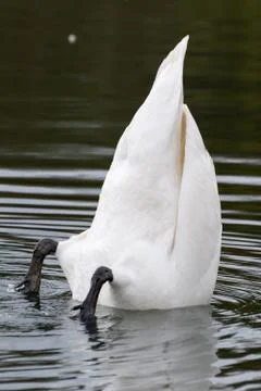 White Swan diving in spring 2016 Stock Photos