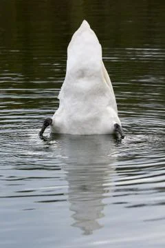 White Swan diving in spring 2016 Stock Photos