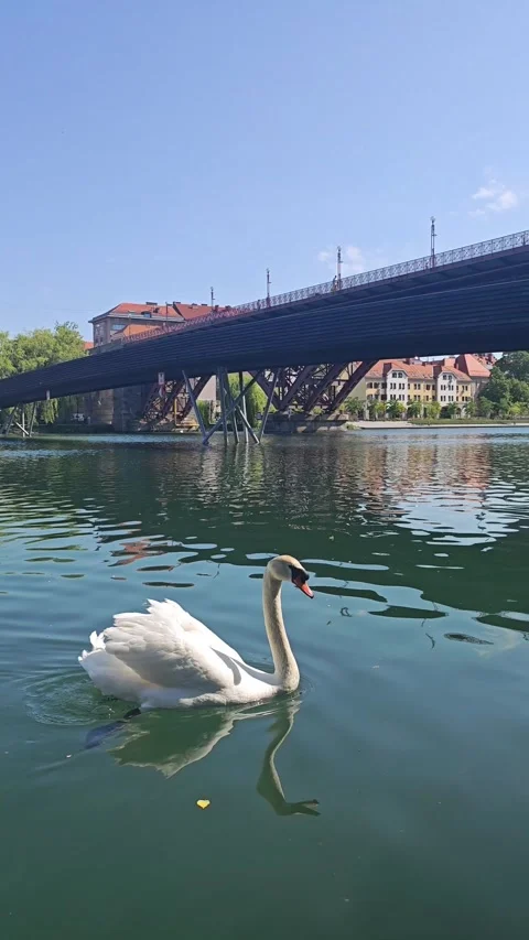White Swan on Drava River in Maribor Slovenia, Vertical 4K 60fps Stock Footage 337952064