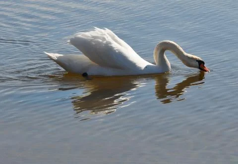 White swan drinking Stock Photos