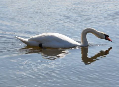 White swan drinking Stock Photos