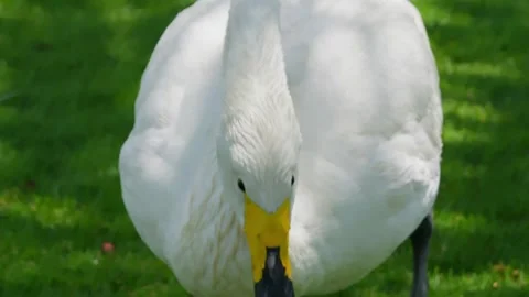 White swan drinking from spraying water fountain on grass Stock Footage 345701004