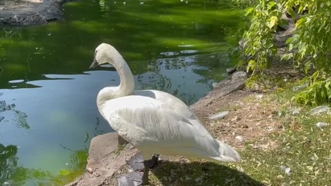White Swan Drinks from Pond Видео 196942723
