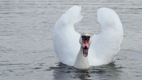 White swan eating bread, front view Vídeos de archivo 235649960