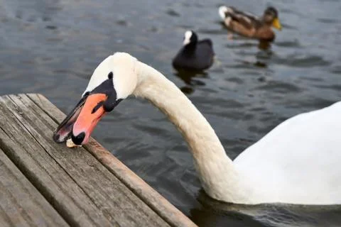 White swan is eating the bread Stock Photos