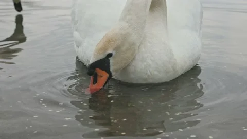 White Swan eating Stock Footage 238564564