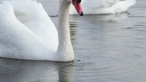 White swan eats bread in water, side view 스톡 동영상 235650017