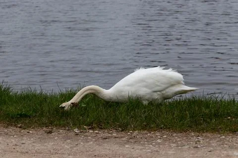 A white swan eats green grass from the side of a pond. early spring Stock Photos