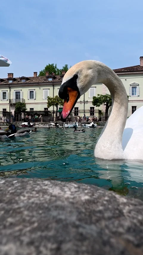 White  swan eeating next to us, thereby showing trust in people  in Peschie.. Stock Footage 336510601