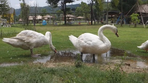 White swan in a farm Stock Footage 113552850