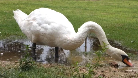 White swan in a farm Stock Footage 113552934