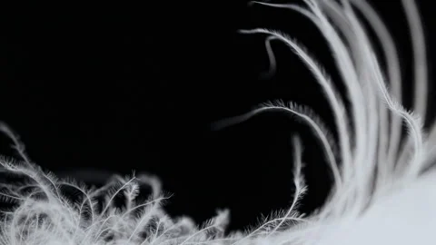 White swan feather softly moving from air. Pure soft texture of bird plumage Stock Footage 311381598