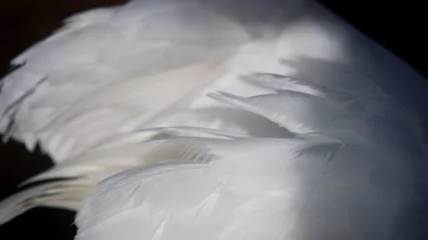White Swan Feathers in Soft Light Texture Stock Footage 331129348
