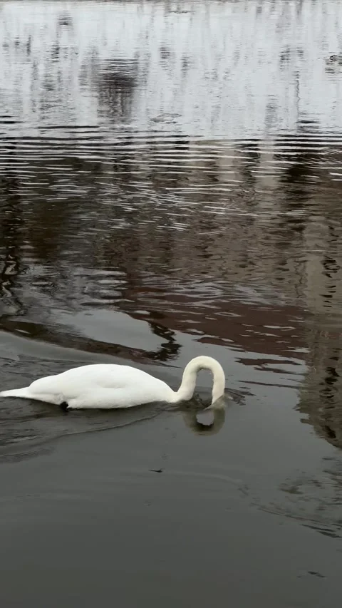 White swan feeding in river in winter. Vertical video Stock Footage 258783531