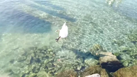 White swan finding food inside water Stock Footage 247035962