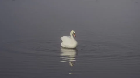 White Swan Flapping Its Wings on Misty Lake Yamanaka in Morning Light Stockbeeldmateriaal 348542697