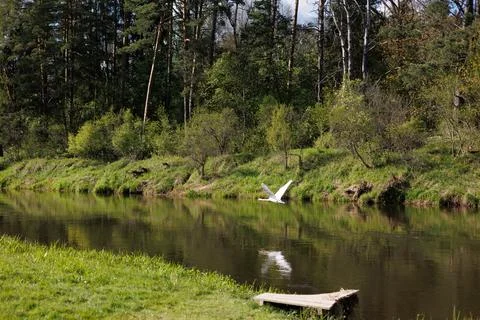 A white swan flies over the river. autumn landscape in the forest. Stock Photos
