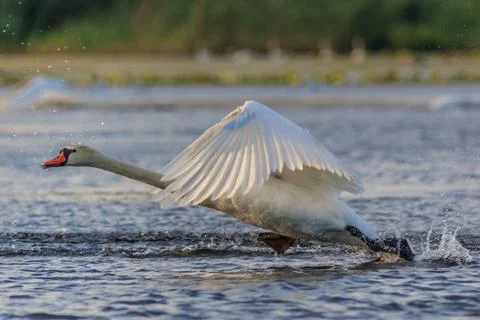 White swan in flight Stock Photos