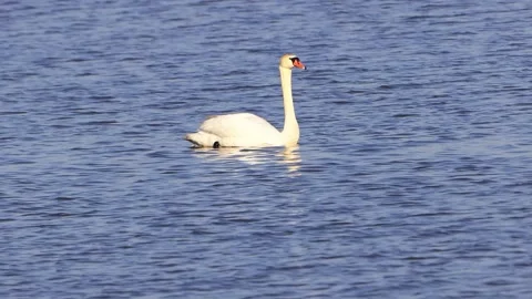 White swan floating on blue water Stock Footage 241921484