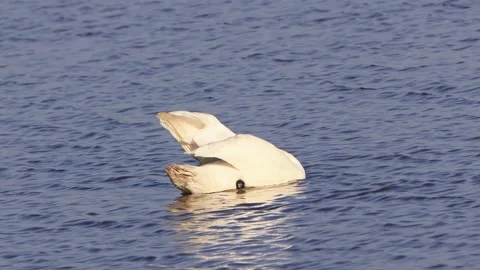 White swan floating on blue water Stock Footage 241921789