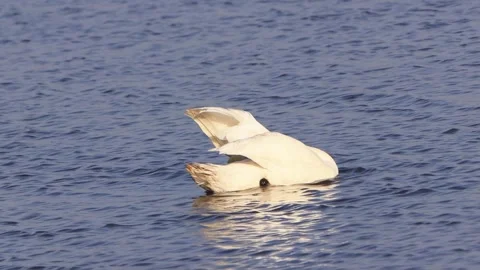 White swan floating on blue water Stock Footage 241933552