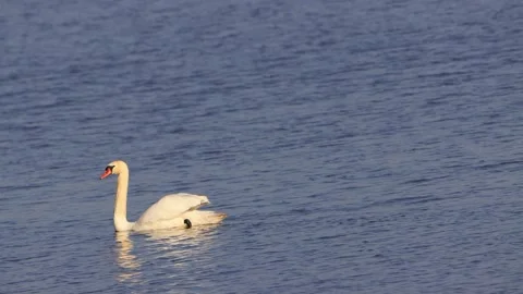 White swan floating on blue water Stock Footage 244251371